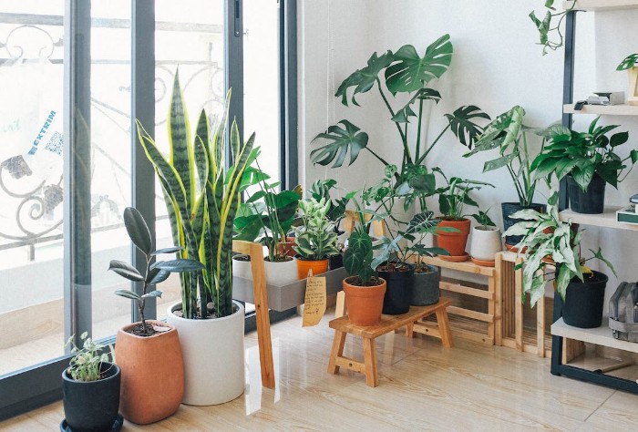 10-proven-benefits-of-indoor-plants